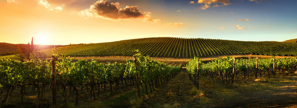 Panoramic view of vineyard rows on rolling hills at sunset with warm light green vines and peaceful rural wine landscape