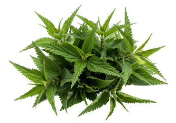 Cannabis Plant Green Foliage Bright Studio Shot Isolated White Background for Herbal Products isolated on white background