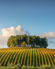 Fototapeta premium Chianti Vineyard and Hilltop Trees in Pievasciata, Tuscany, Italy