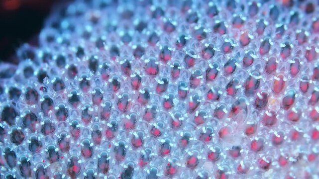 Colony of bryozoans under a microscope. Sometimes they are called Ectoprocta. Sea of Okhotsk. Under ultraviolet light.