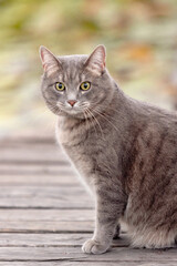 Gray Cat Sitting on Wooden Boardwalk OutdoorsGray Cat Sitting on Wooden Boardwalk Outdoors