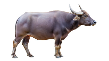 Water buffalo PNG isolated on transparent background, Asian mammal with large horns for agriculture and wildlife projects