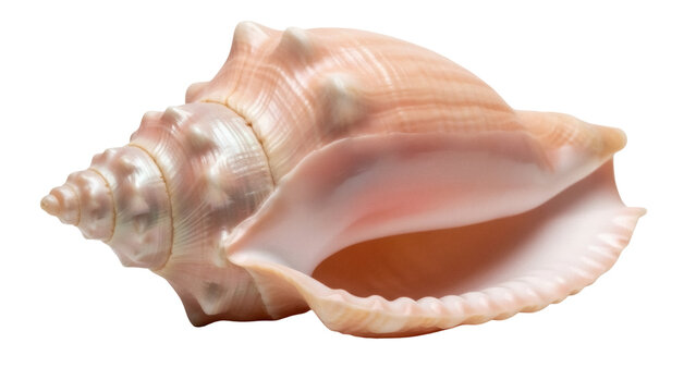 Queen conch shell PNG isolated on transparent background, large edible sea snail for marine life and tropical decor