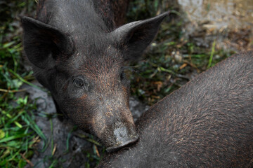 black pig youngs on rice straw of a pen. farming. animal husbandry. Pigs in a pen
