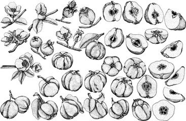 Fototapeta premium Vector, engraving Quince apple fruits whole and half cut, tropic farm garden ripe harvest, exotic fruits dessert 