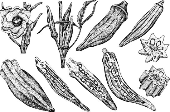 Hand drawn okra plants, Abelmoschus Esculentus. Vector engraving illustration of eco healthy food.	