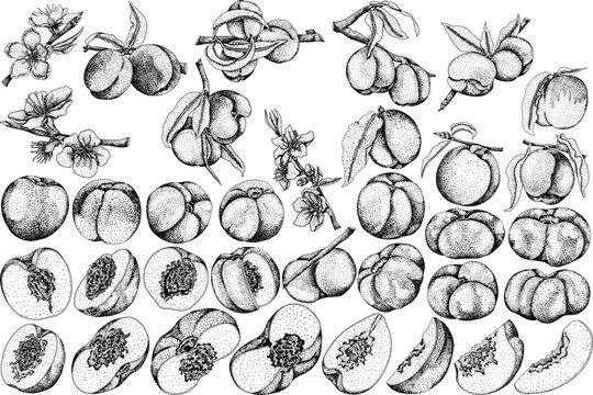 Peach engraving vector. Apricot illustrations in hand drawn doodle style. Whole peaches, sliced peaches, slices, fruit on a branch, leaves.	