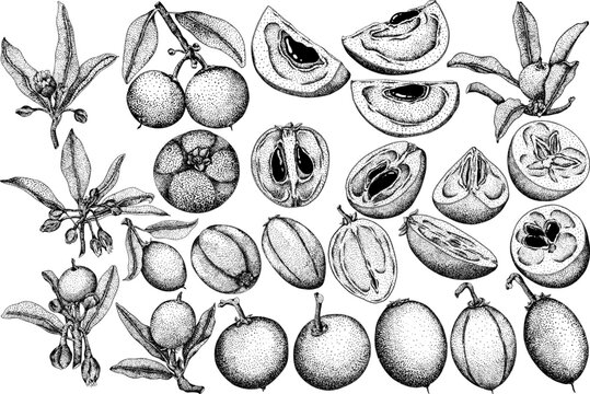 Chiku elements. Sapodilla naseberry pouteria engraving fruits. Vector botanical design of exotic tropical fruit	
