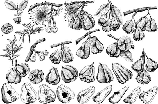 Vector, engraving Pink apple or red java apple, buah jambu or wax apple, semarang rose. Tropical edible food icon	