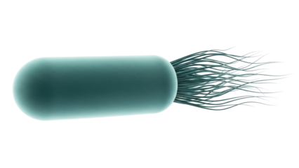 Green bacterium with flagella isolated PNG, single-celled organism for microbiology and science education on transparent background