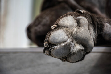 Closeup of a large dog paw with rough pads and fur in sharp focus while the animal sleeps in the background. Perfect for veterinary, pet care and animal welfare campaigns.