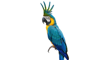 Blue and yellow macaw PNG isolated on transparent background, colorful tropical parrot with vibrant plumage for design projects