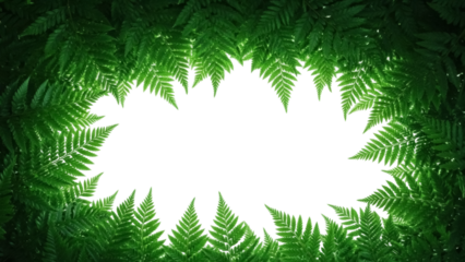 Green fern leaves frame PNG isolated on transparent background, botanical border for design and decoration, tropical foliage cutout