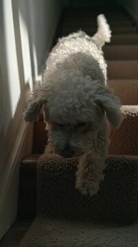 Small White Poodle Mix Dog Walking Down Carpeted Indoor Stairs in Natural Sunlight, Domestic Pet Lifestyle Concept
