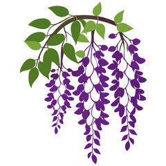 purple chinese wisteria flower silhouette on white background