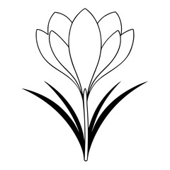 vector illustration of an crocus flower 