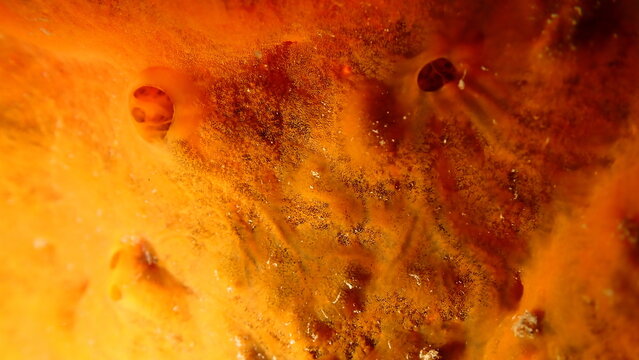 Red encrusting sponge or orange-red encrusting sponge (Crambe crambe) close-up undersea, Ligurian Sea, Italy, Imperia
