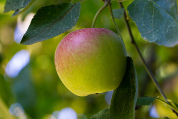 Ripe, sun-kissed apple with blush of pink and yellow hangs from tree branch, surrounded by vibrant green leaves in dappled sunlight
