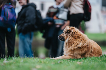 Golden dog lies on grass as a group of teenagers stands in the blurred background, creating an...