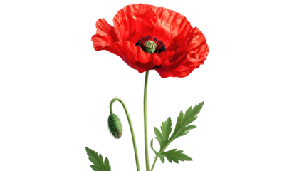 Vivid botanical illustration showcasing a single, fully bloomed flower with vibrant red petals. Includes a closed bud and green foliage
