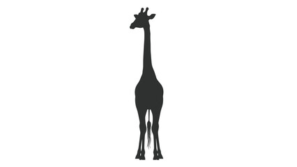 Silhouette of a Standing Giraffe.