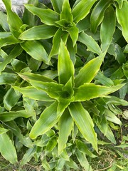 Fototapeta premium Top-down view of lush Callisia fragrans leaves, featuring a star-shaped rosette pattern and vibrant green tones in natural daylight