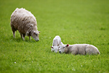 A peaceful pastoral scene featuring a mother sheep grazing in a vibrant green field while two adorable lambs relax and interact nearby. Idyllic farm life in nature.