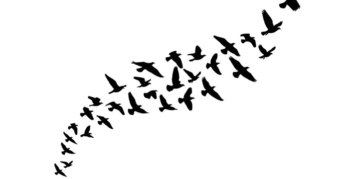  Diagonal Flock of Flying Birds &ndash; Migrating Bird Silhouette Trail on White