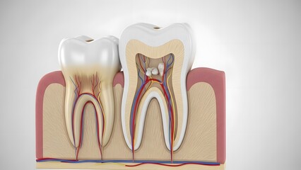 3D rendering of detailed and clear human dental anatomy. Visible tooth structure including enamel, dentin, pulp, and root. Realistic texture and lighting, high detail, clean background, educational me