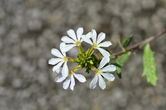 White fan-flower - Latin name - Scaevola aemula