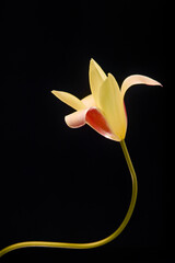 A solitary, elegant yellow flower with a blush of red and a gracefully curved stem stands out against a stark black background. Its delicate form and soft lighting create a striking, minimalist botani