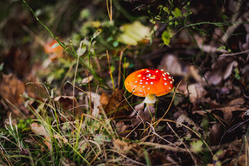 Fly agaric mushroom in forest, Amanita muscaria

