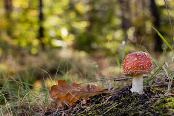 Fly agaric mushroom in forest, Amanita muscaria

