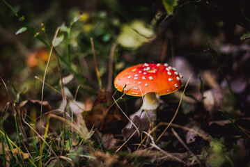 Fly agaric mushroom in forest, Amanita muscaria
