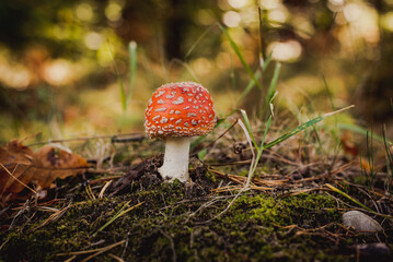 Fly agaric mushroom in forest, Amanita muscaria
