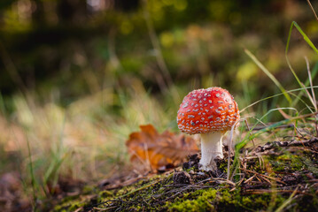 Fly agaric mushroom in forest, Amanita muscaria

