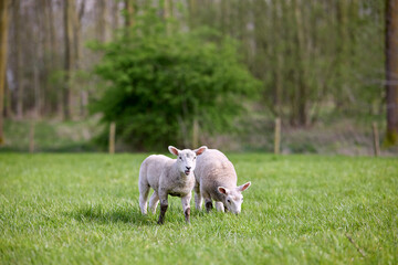 A young lamb and an adult sheep graze peacefully in a vibrant green meadow, with blurred trees in the background, capturing a serene rural scene.