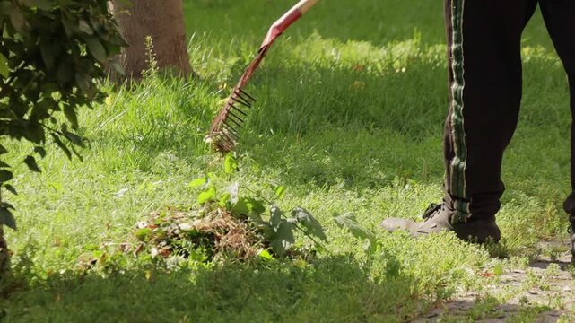 Unrecognizable person uses a rake to gather grass and weeds into a pile on a lawn near a paved path. Sunny outdoor yard maintenance scene