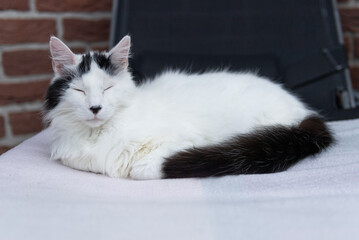 T&uuml;rkisch Angora Katze d&ouml;st auf dem Liegestuhl