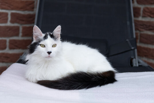 T&uuml;rkisch Angora Katze auf dem Liegestuhl