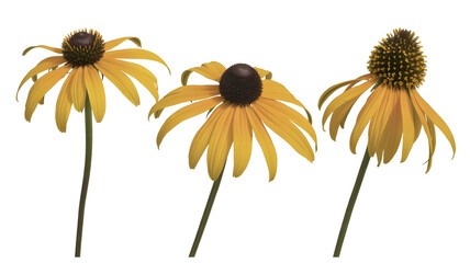 yellow flower isolated on white background