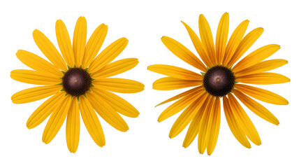 yellow flower on white background