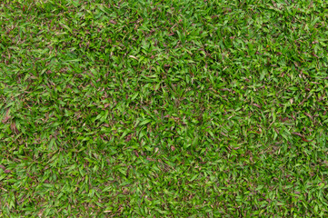 Lush green grass texture for nature background