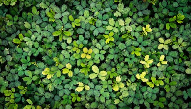 Overhead view of dense green foliage with varying shades of green