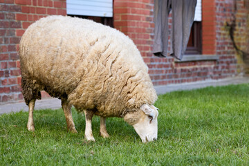 A fluffy sheep peacefully grazes on green grass in front of a brick building. Its thick woolly coat and focused head downward create a serene rural scene with a touch of domestic life.