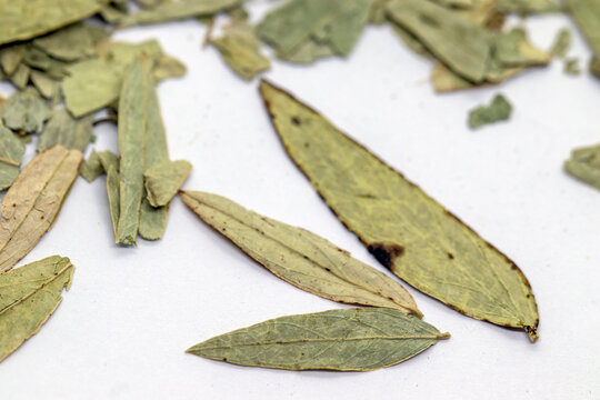Senna leaf tea isolated on a white background, macro background