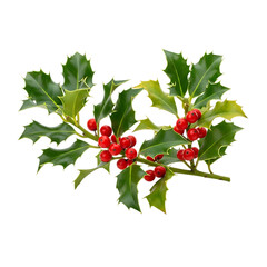 Holly branch with red berries and green leaves on black