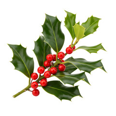 Holly branch with red berries and green leaves plant