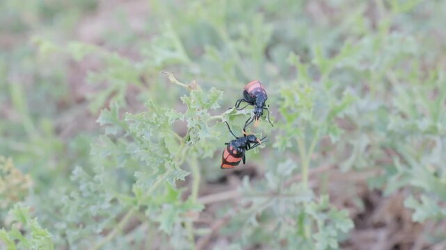 a shot of two blister beetles (Meloidae sp) feeding on a bush at twyfelfontein in namibia, africa