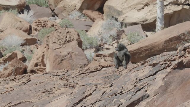 a long shot of a male chacma baboon sitting on a rock at twyfelfontein in namibia